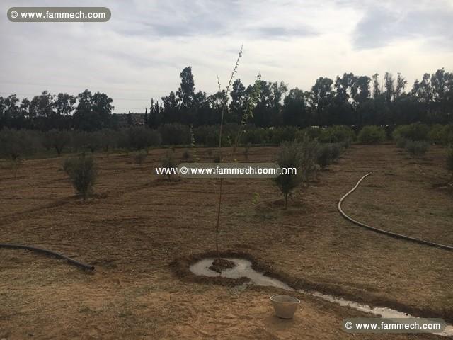 Ferme Nocturne ref T614 bir bouragba Hammamet 