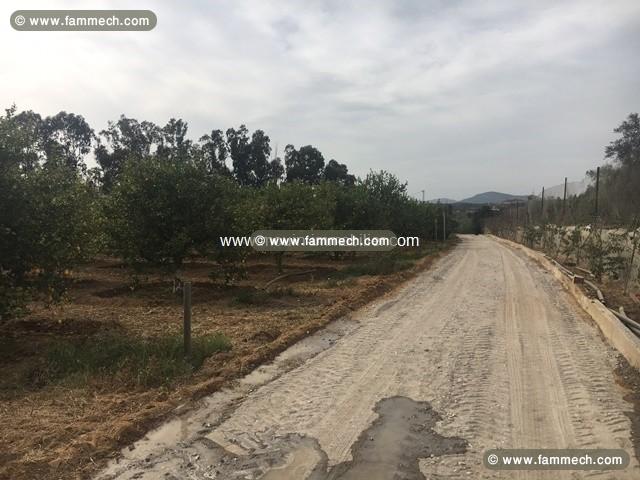 Ferme Nocturne T614 Hammamet Birbouregba