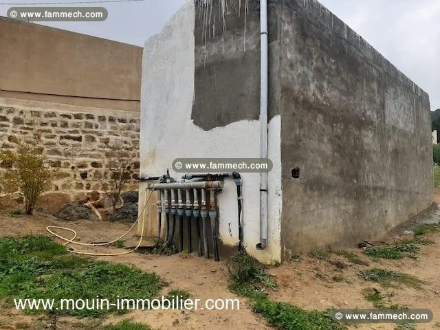 Ferme Orchidée T1025 Hammamet 