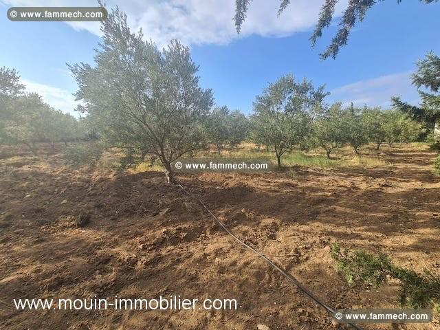 FERME POMELO Bouficha Route Bouficha T982