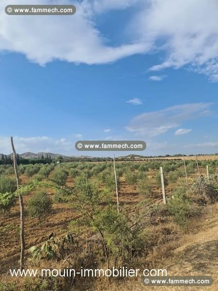 FERME POMELO Bouficha Route Bouficha T982