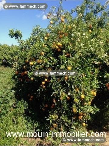FERME SOLIMAN a Soliman T1044