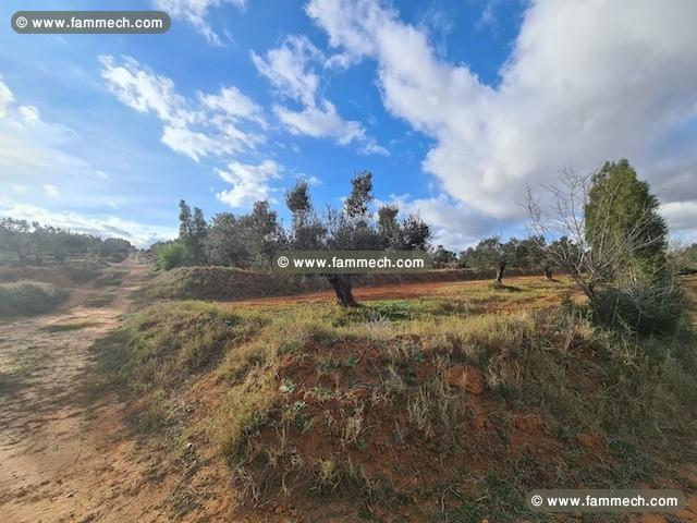 FERME SOULAYMA Hammamet - Zone Craxi T923