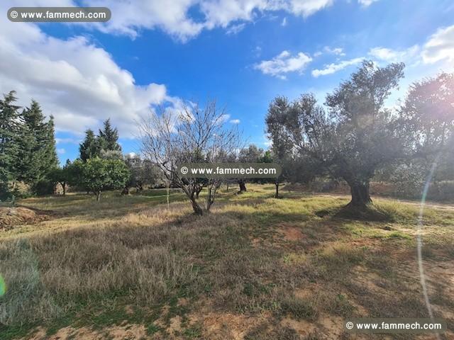 FERME SOULAYMA Hammamet - Zone Craxi T923