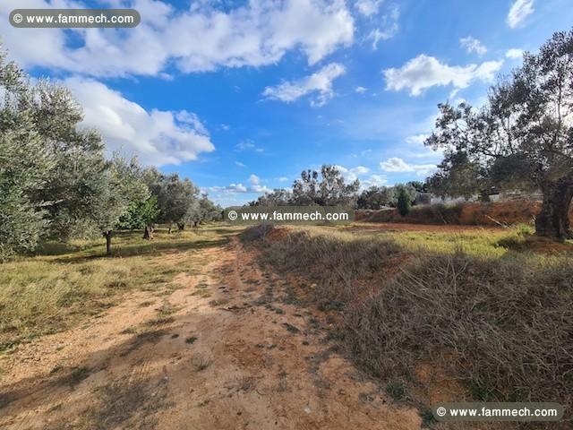 FERME SOULAYMA Hammamet - Zone Craxi T923