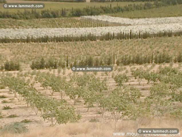 Ferme Tebourba ref T463 Manouba 