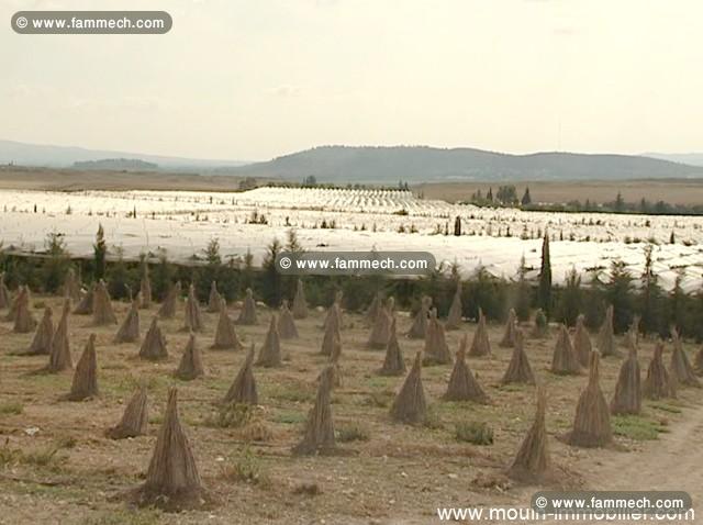 Ferme Tebourba T463 Teboueba Mannouba Tunis