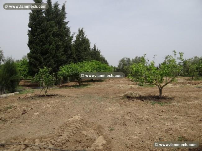Ferme Ward T240