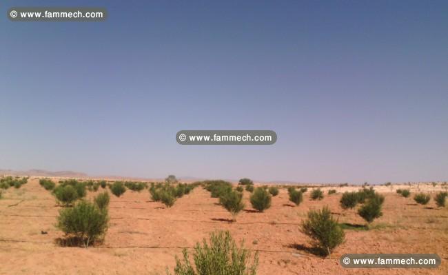 Fermes de 135 ha arbo et 150 ha grandes cultures