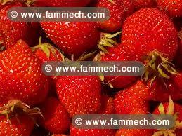 FRAISE