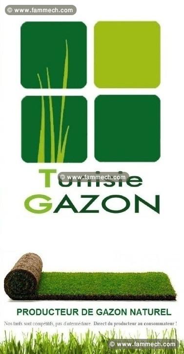 Gazon Paspalum en Tunisie