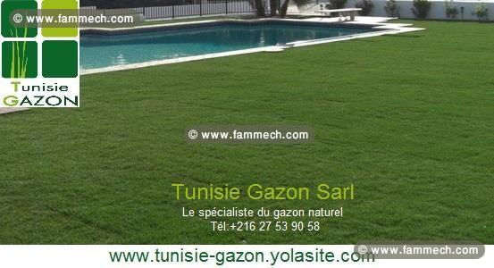 Gazon Paspalum en Tunisie