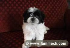 HAVANAISE CHIOT