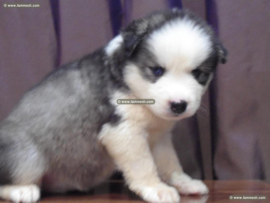 HUSKY