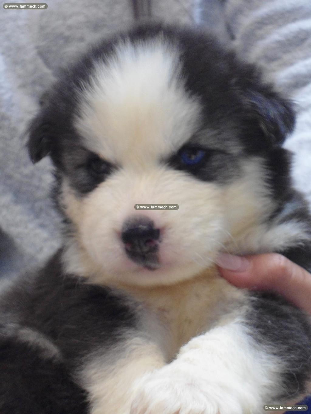 HUSKY