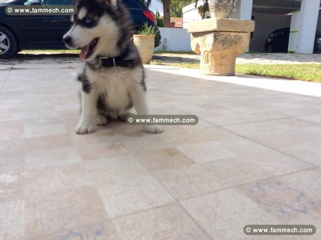 husky male