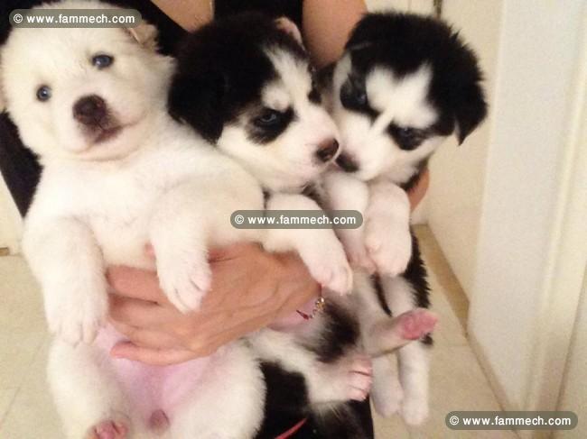 Husky sibérien