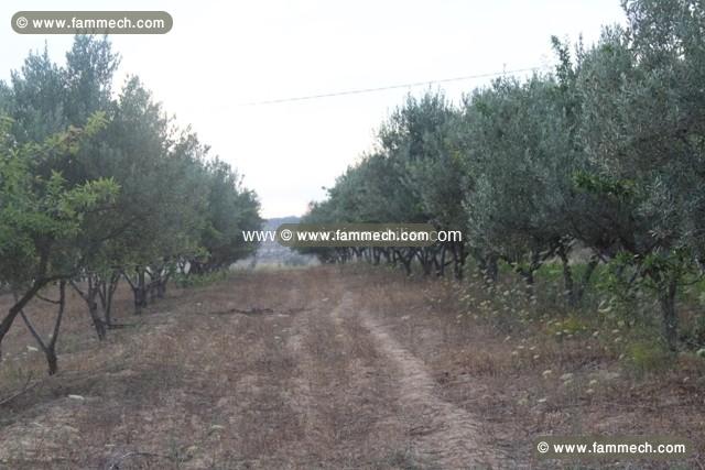 La Ferme T817 Zaghouan 