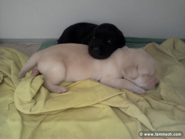 Labrador chiot A vendre