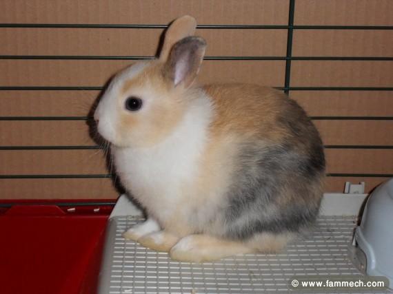 LAPIN NAIN 