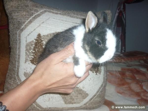 LAPIN NAIN DE COULEUR