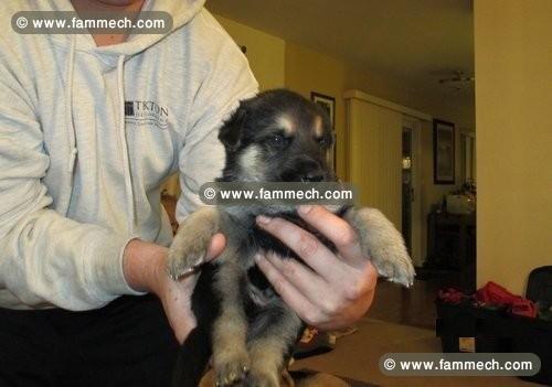 Les chiots de berger allemand