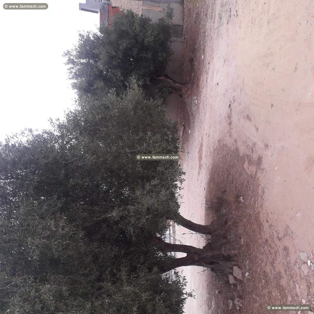 Lot de terrain de 232 m2 a 110 mdt