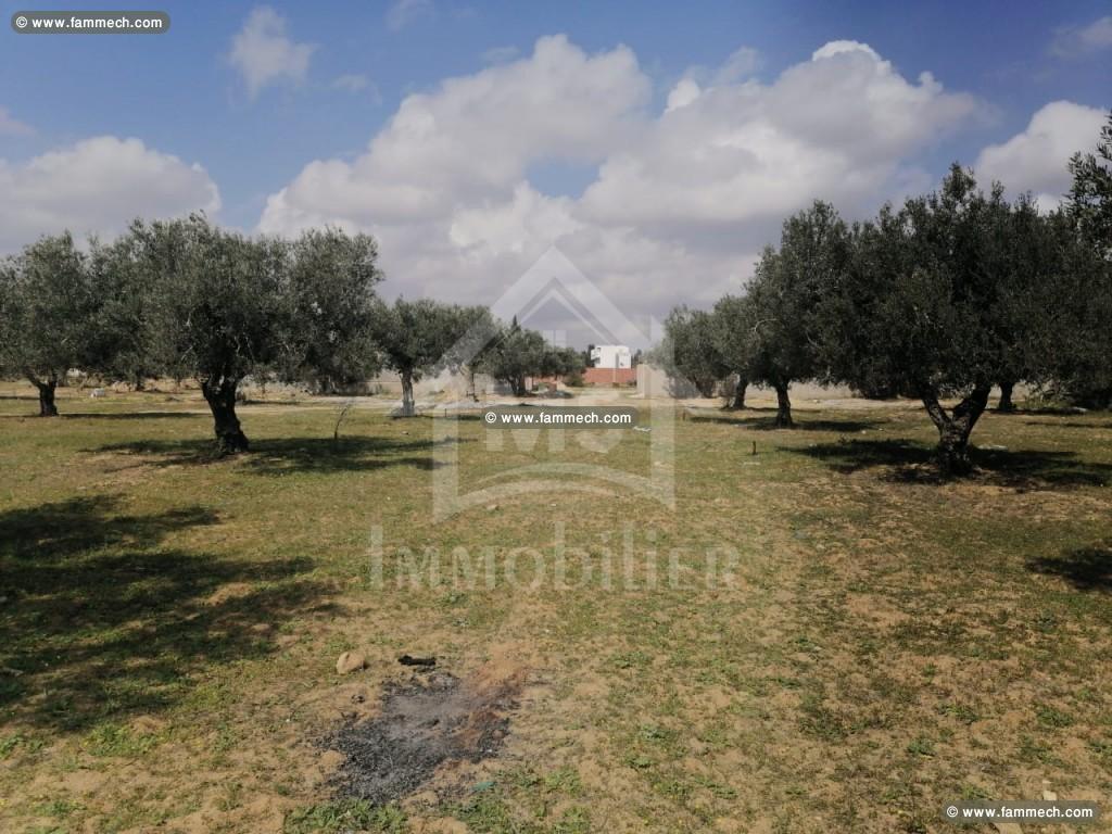 Lots de terrain à vendre à Mrezga 51355351