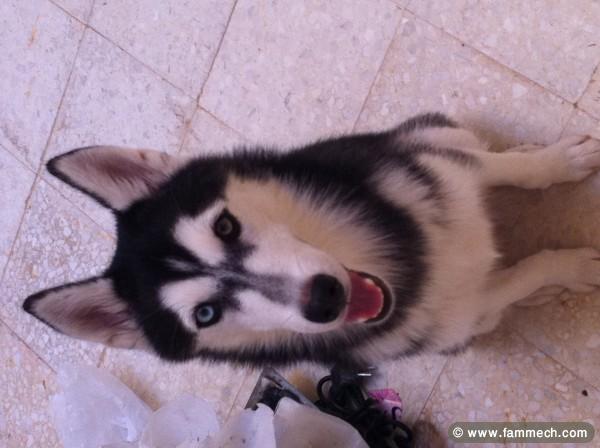 magnifique Chienne Husky Siberien a vendre