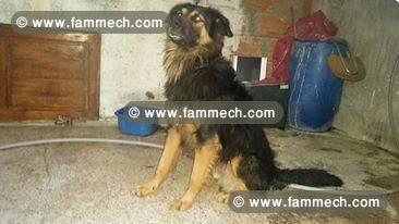 male berger allmend poils longs