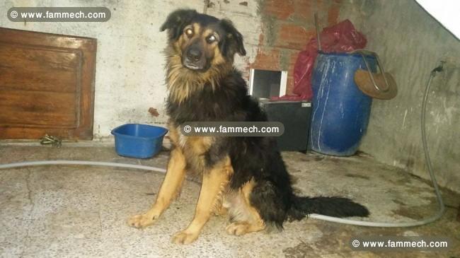male berger allmend poils longs