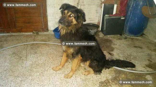 male berger allmend poils longs