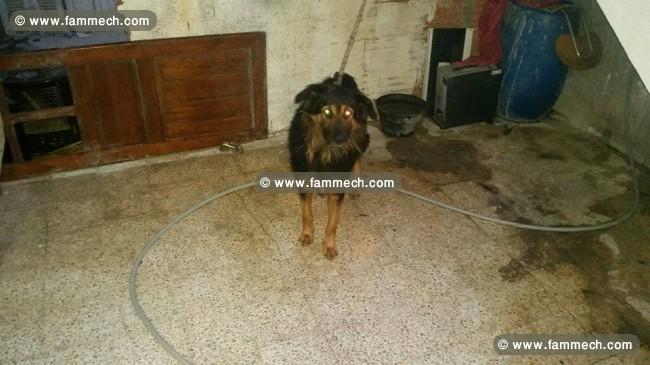 male berger allmend poils longs