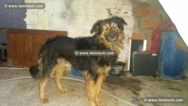 male berger allmend poils longs