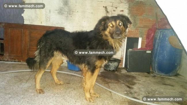 male berger allmend poils longs