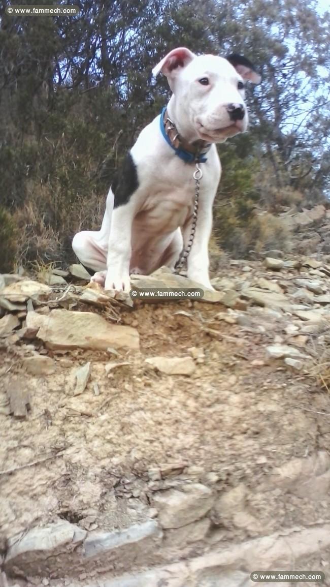 male pitbull