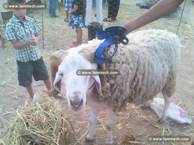 mouton 