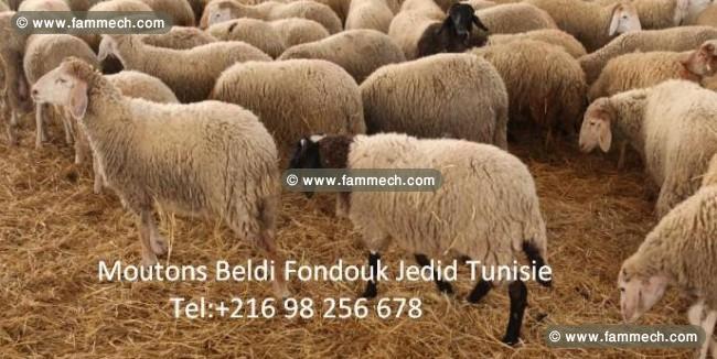 Mouton Aid Gharbi et Arbi