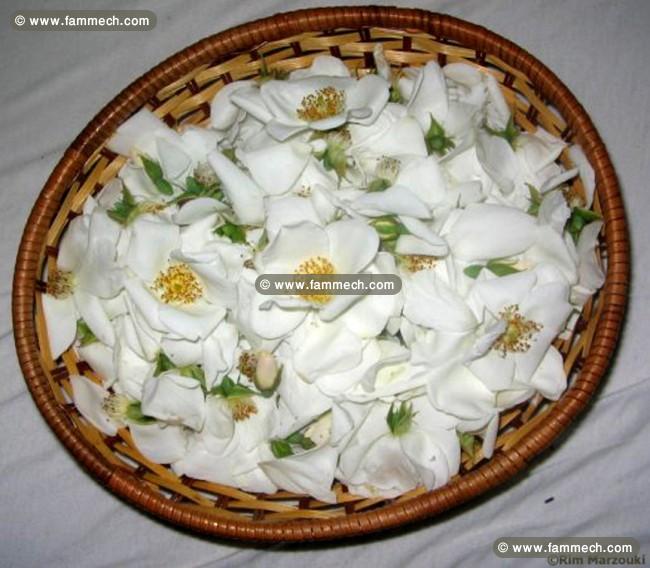 Nesri Zaghouan