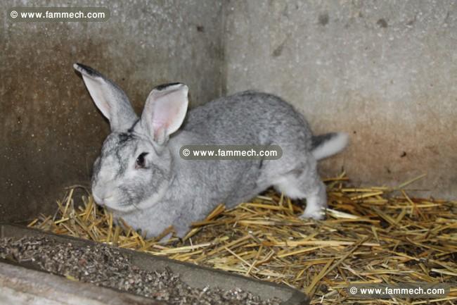 offre d'animaux