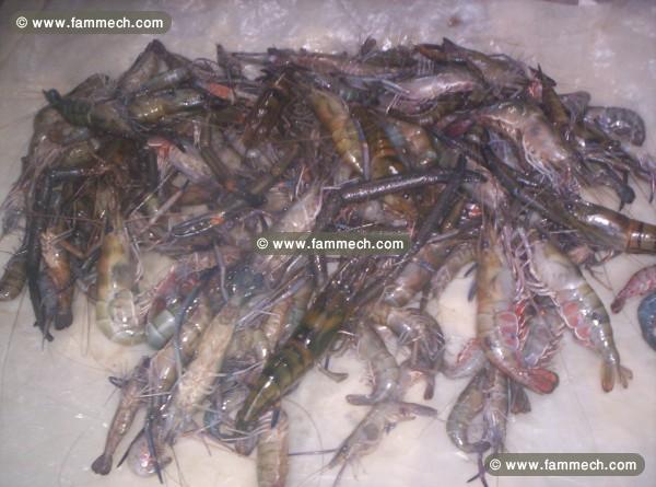 Offre De Crevettes 