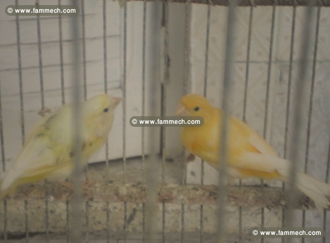 oiseaux différent type