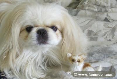 PEKINOIS BLANC