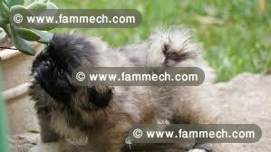 Pékinois chiots mâles 