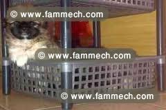 Pékinois chiots mâles 