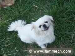 PEKINOIS MALE BLANC 