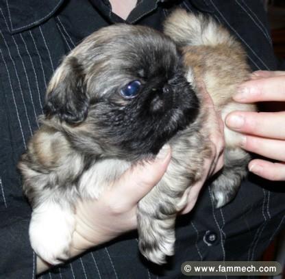 PEKINOIS MINIATURE CHIOT