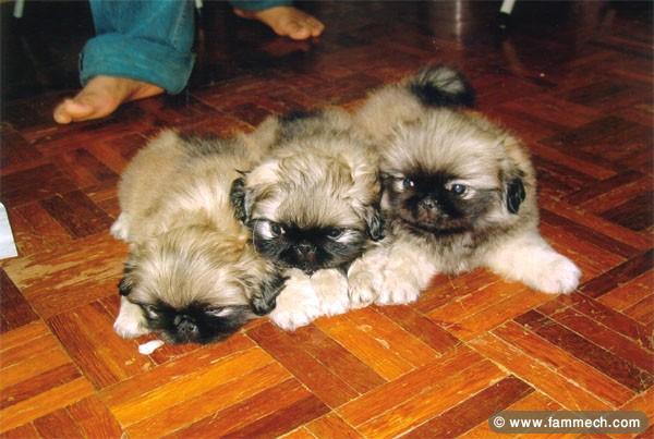 PEKINOIS MINIATURE CHIOT