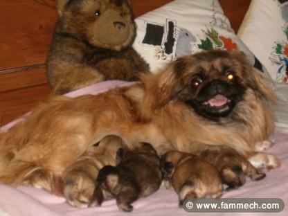 PEKINOIS MINIATURE CHIOT