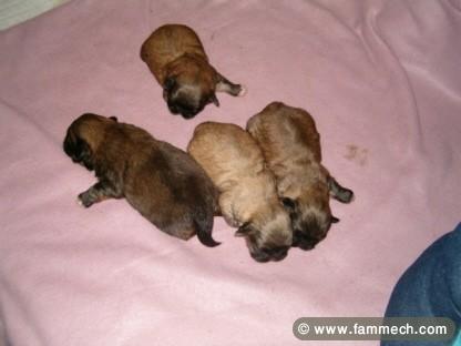 PEKINOIS MINIATURE CHIOT